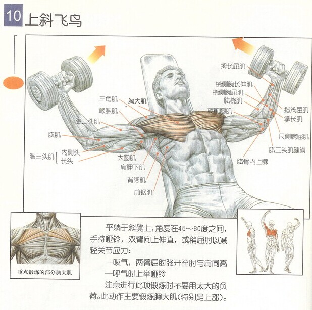 上斜飞鸟2.jpg