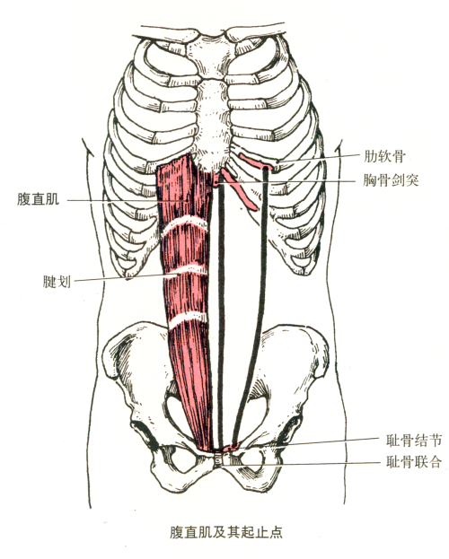 腹直肌.jpg