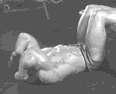 搁腿仰卧起坐.gif