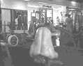 俯卧挺身.gif