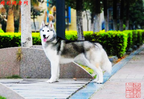 nEO_IMG_哈士奇.jpg
