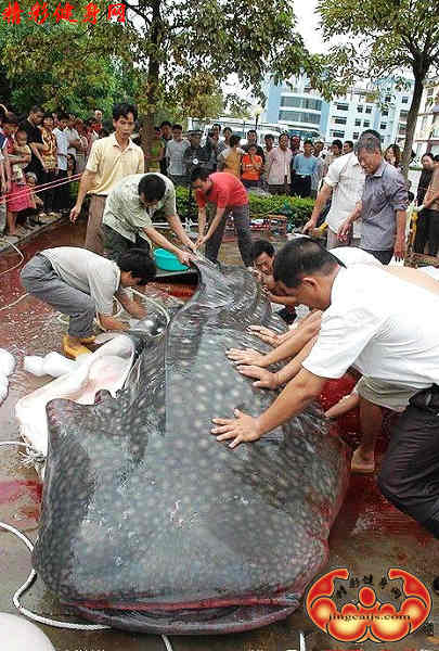 鱼.jpg