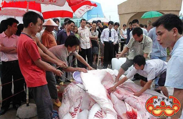 鱼3.jpg
