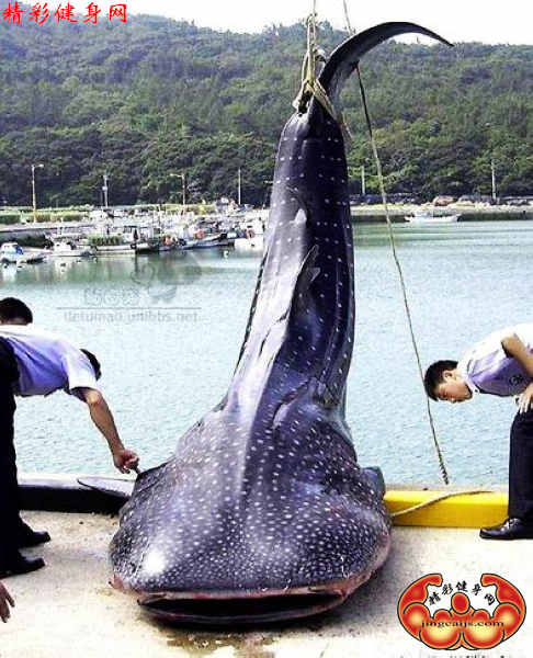 鱼1.jpg