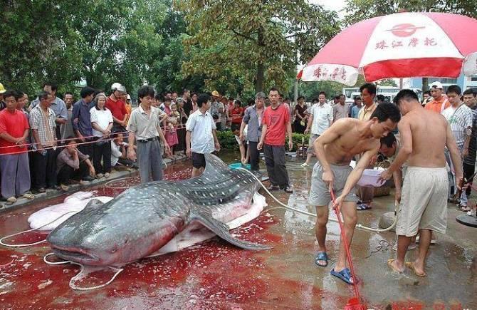 鱼7.jpg