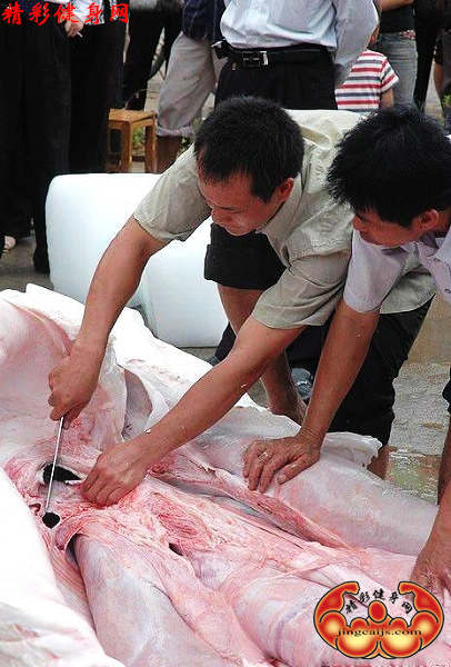鱼5.jpg