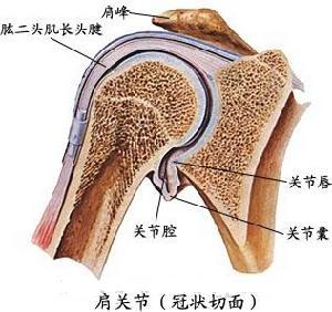 肩关节.jpg