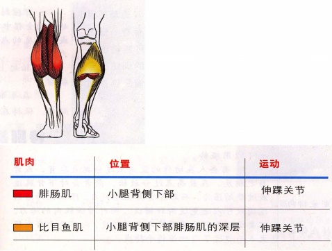 小腿肌肉.jpg
