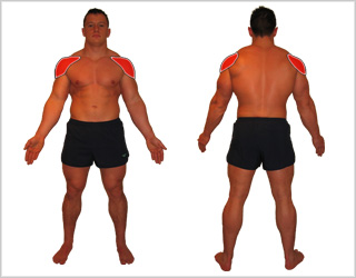 delt.jpg
