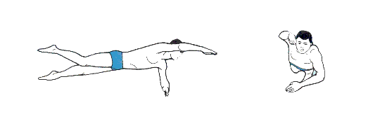 自由泳.gif