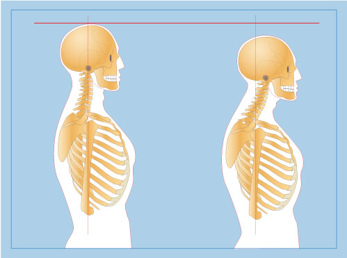 skeleton_lg.jpg