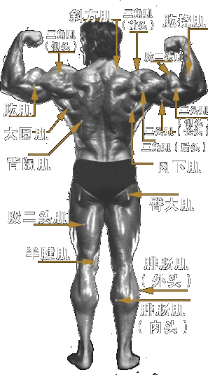 后部肌肉.gif
