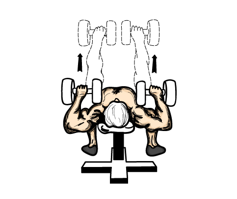 flat_bench_dumbel.jpg